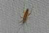 Stenodema sp.